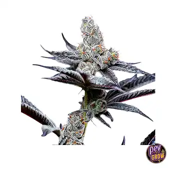 Mind Fuck Feminized...