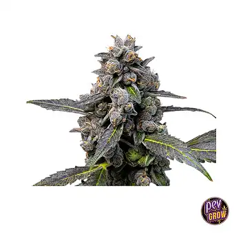 Pink Passion feminiserade...