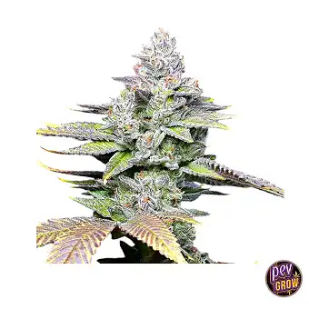 Sementes Feminizadas Wet...