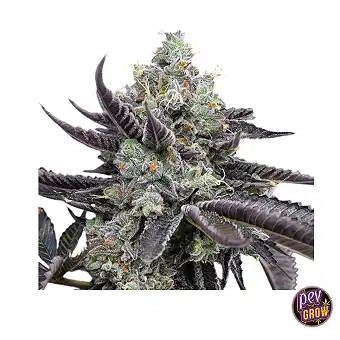 Tie Die feminiserte frø –...