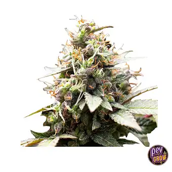 Blackwater Feminizowane...