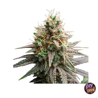 Tiramisu Original Sensible...