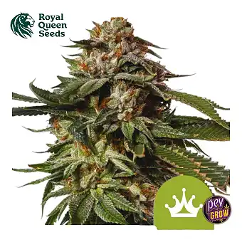 Auto Special Queen Royal...