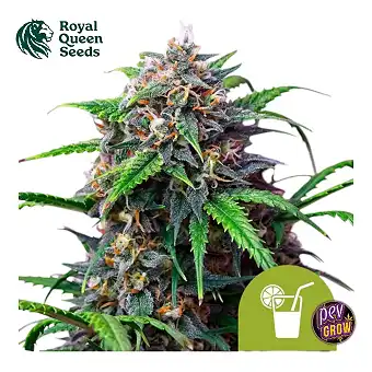 Auto Purple Lemonade Royal...