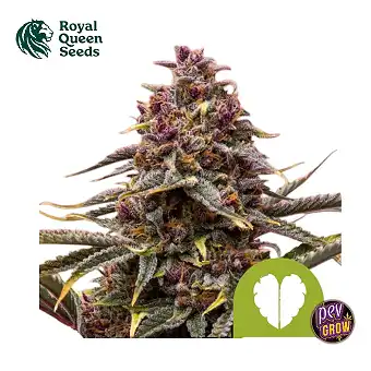 Royal Queen Seeds'in Auto...