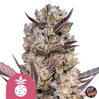 Tropicana Cookies Purple...