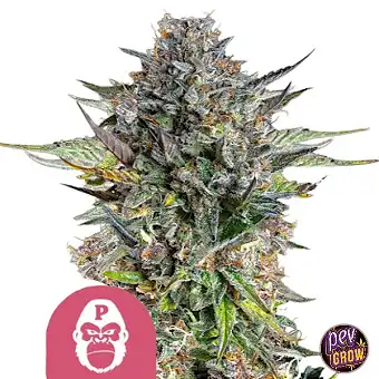 Σπόροι Pink Gorilla...