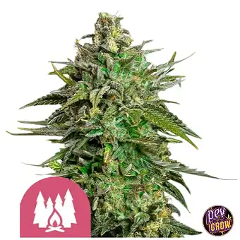 Larry OG Feminiserade Frön...