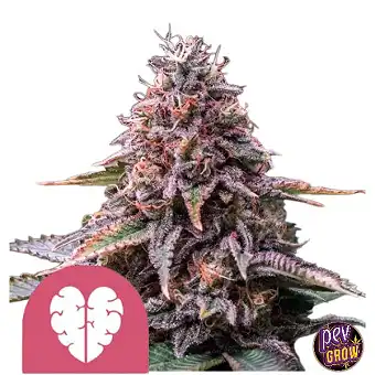 Pink Mist Royal Queen – %20...