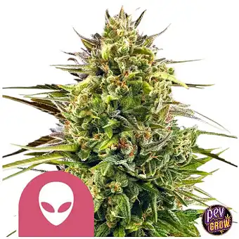 Alien OG Feminiserade Frön...
