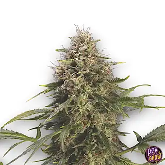 Авто Гарілла Кукіс Авто...