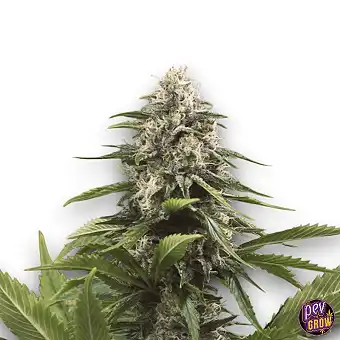 Critical Kush Auto Spain Seeds