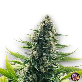 Cream Mandarine XL Auto –...