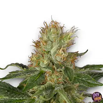 Amnesia Haze Auto Spain...