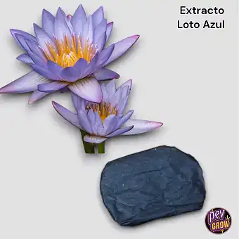 Extracto de loto azul 5gr