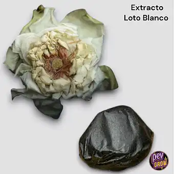 Extracto de loto blanco 5gr