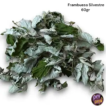 Folhas de Framboesa...