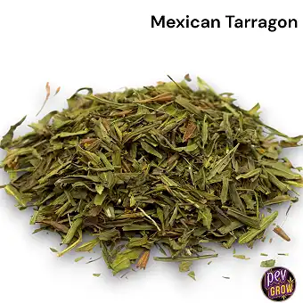 Flori de Tagetes Lucida –...