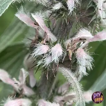 Marijuanilla-Blüte /...