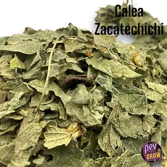 Mexican Dream Herb (Calea...