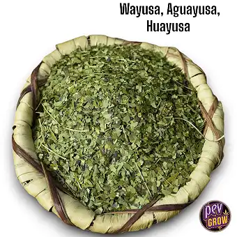 Hojas de Guayusa Orgánica/...