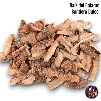 Raíz de Calamo – Xunco Doce...