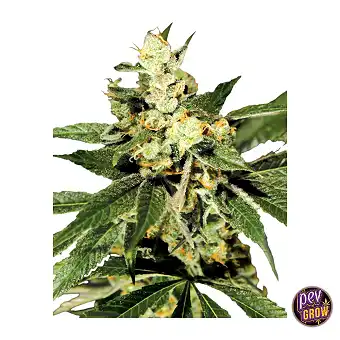 Train Wreck Dişi Tohumlar –...