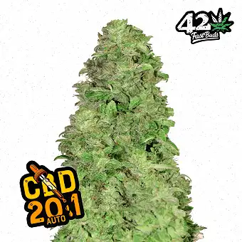 CBD 20:1 FastBuds – Llavors...