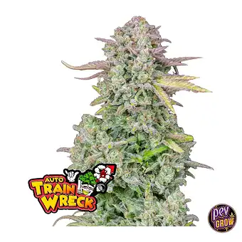 Trainwreck Auto od FastBuds...