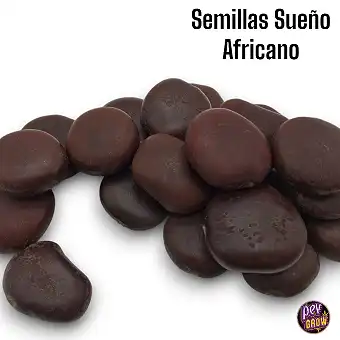 Semillas Sueño Africano/...