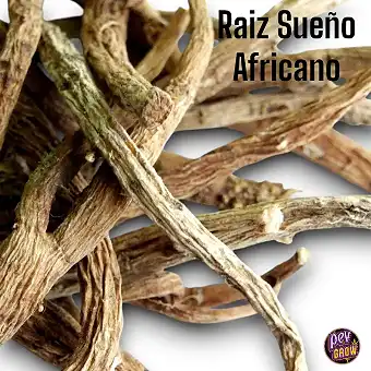 Afrikansk draumrot - Silene...