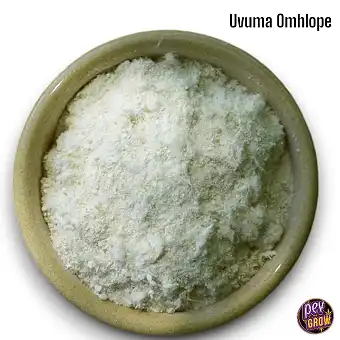 Uvuma Omhlope (Synaptolepis...