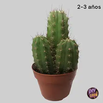 Cactus San Pedro 2-3 ans...