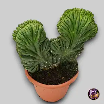 Gekroonde San Pedro Cactus...