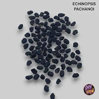 San Pedro kaktusz magok –...