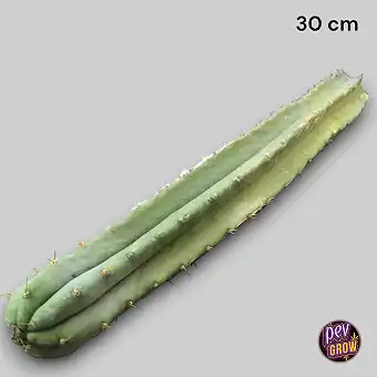 San Pedro kivágás 30 cm –...