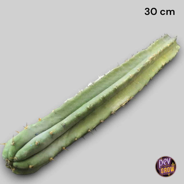monstera kokedama Swiss Cheese Monstera Kokedama – KOKECUTES main image 0