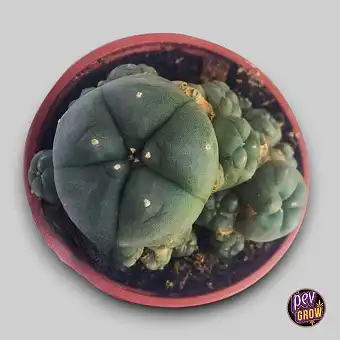 Cactus Peyote Lophophora...