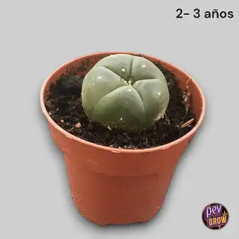 Cactus Peyote 2- 3 años...