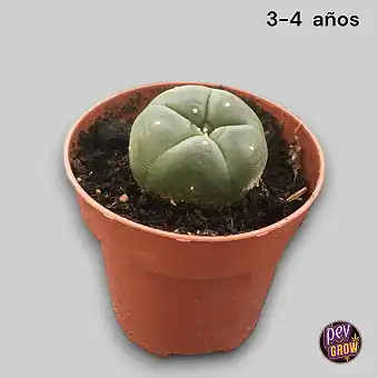 Cactus Peyote 3-4 años...