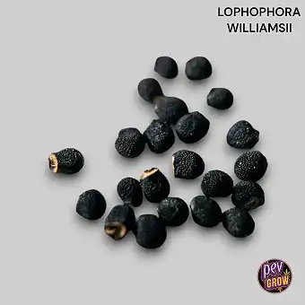 Seme kaktusa pejot,...