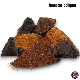 Wild Chaga Mushroom / Altaï...