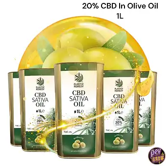 Eco Olive Oil CBD 20% 1 Liter