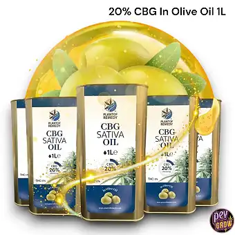 Eco Olive Oil CBG 20% 1 Liter