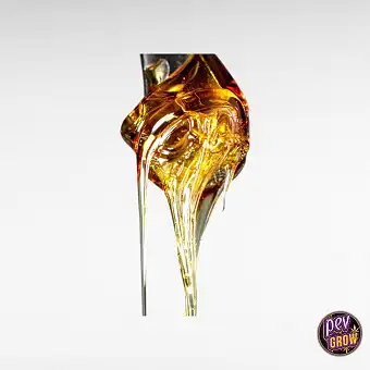 Wax CBD 66 % distilat –...
