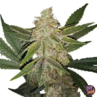 Hazanana 5 + 2 710 Pachet...