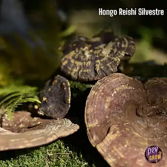 Hongo Reishi Silvestre /...