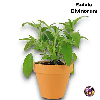 Plantas Salvia Divinorum...