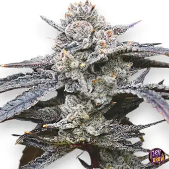 Lemon Cherry Gelato van...