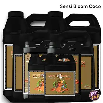 Sensi Bloom A+B Coco